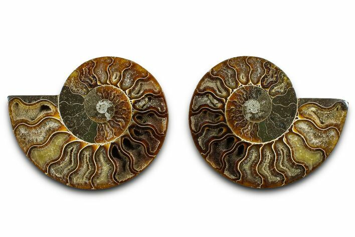 Cut & Polished Ammonite Fossil - Madagascar #377548